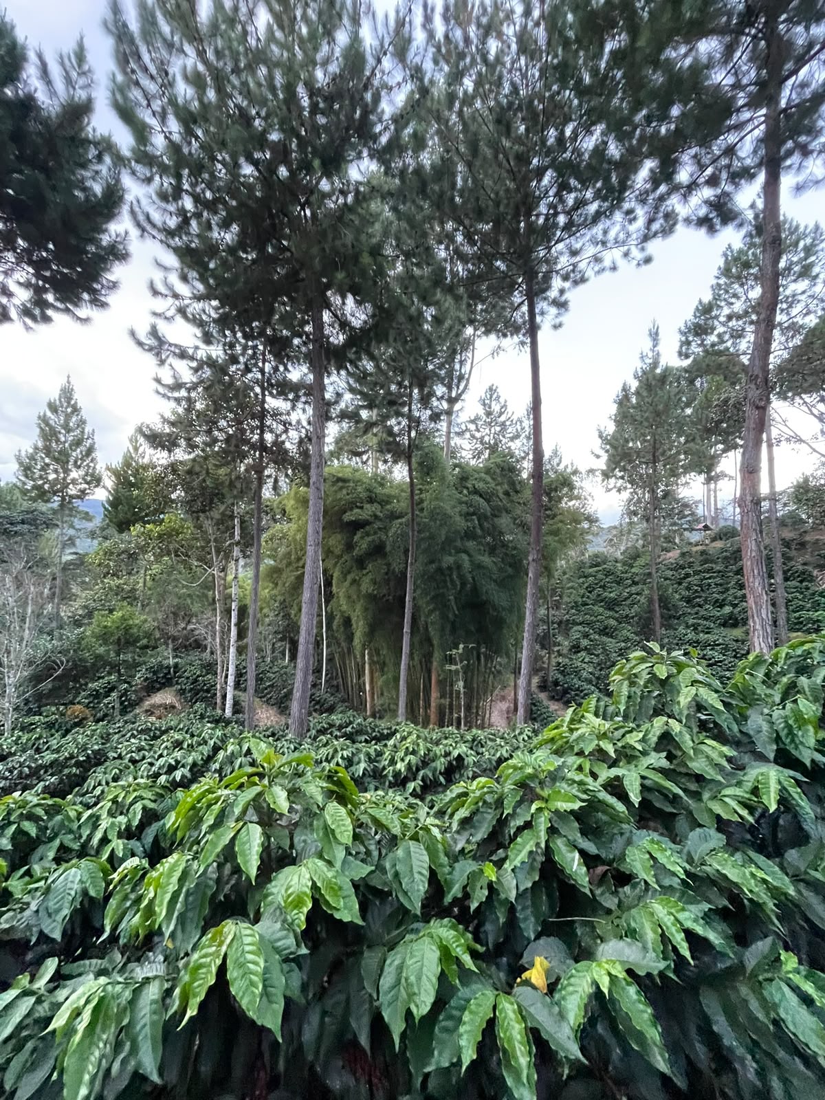 Shade-grown coffee, agroforestry system at La Capilla