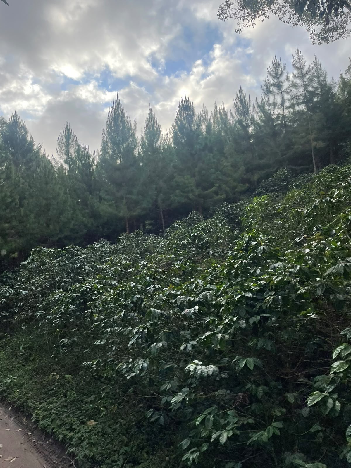 Coffee from Cusco, La Convención
