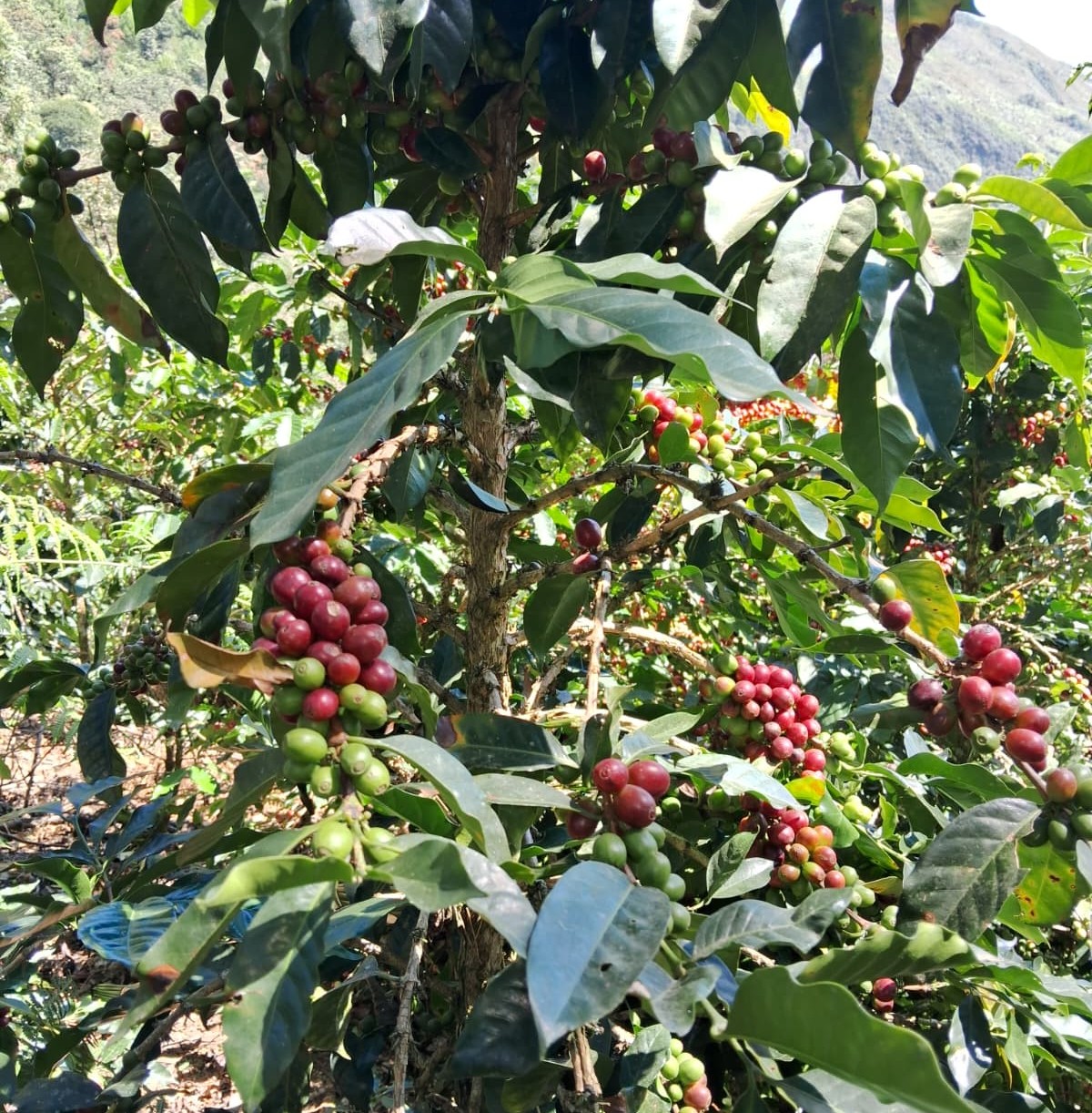 Coffee cherries on the plant