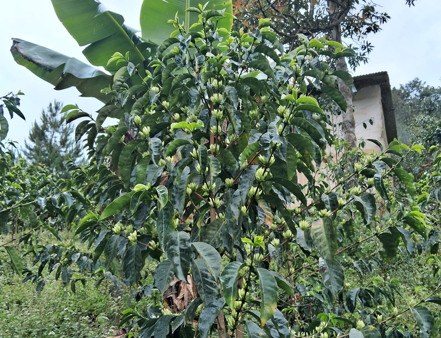 Coffee plant with banana leaves in the background