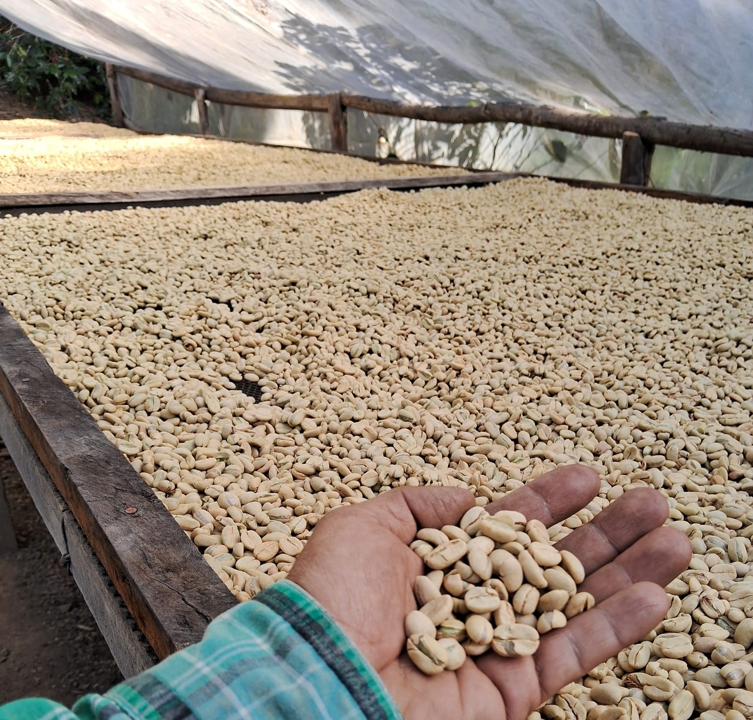 Coffee beans drying, held in hand